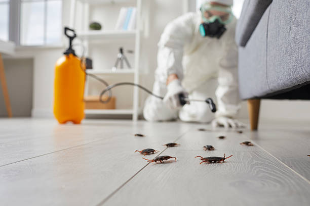 Post-Treatment Bed Bug Interceptor Monitoring in Bend